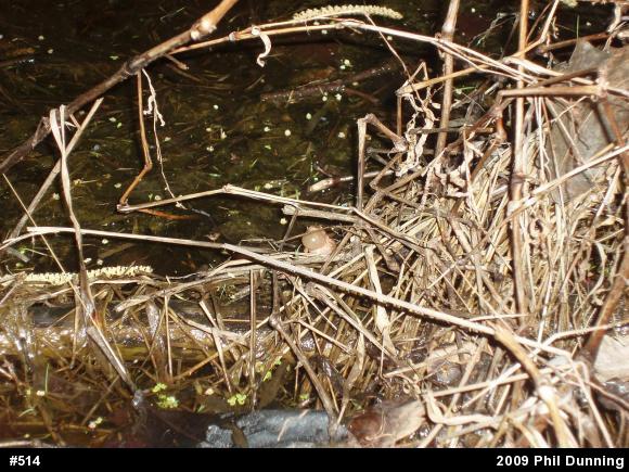 Spring Peeper