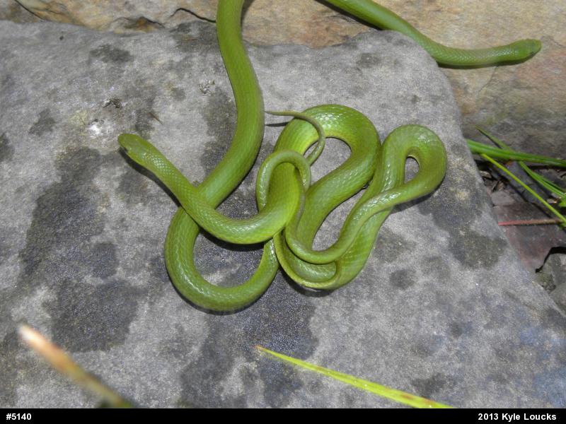 Smooth Greensnake