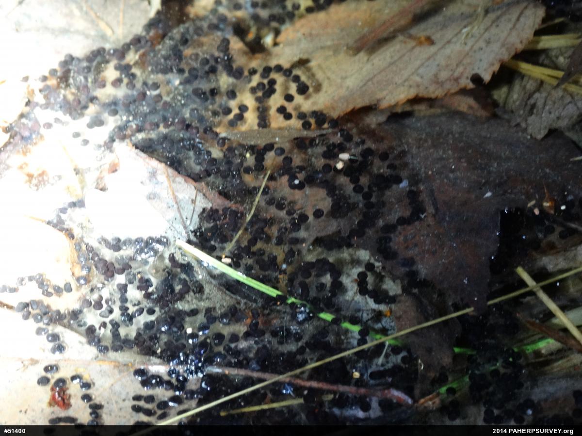 True Toads