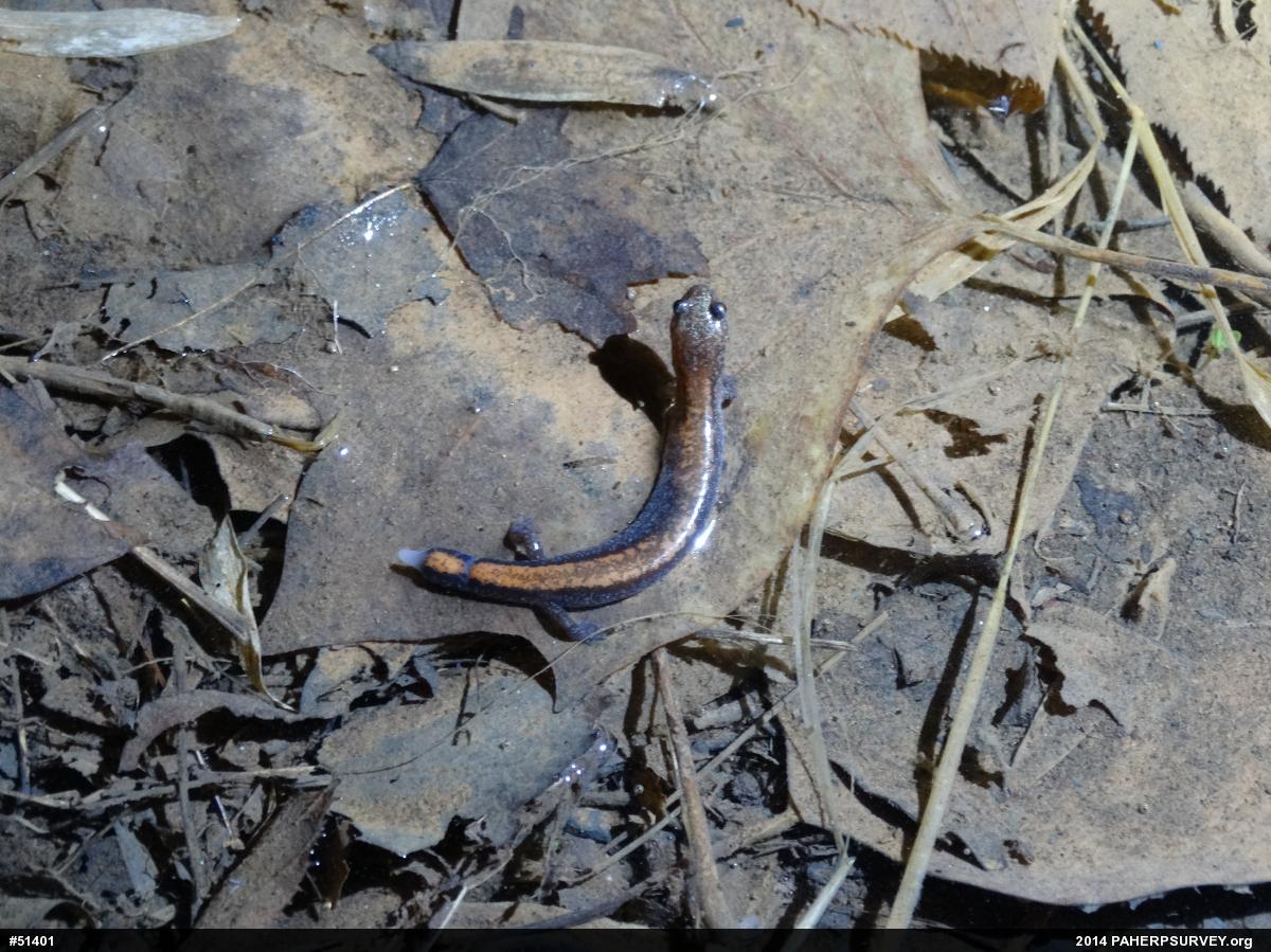 Eastern Red-backed  Salamander