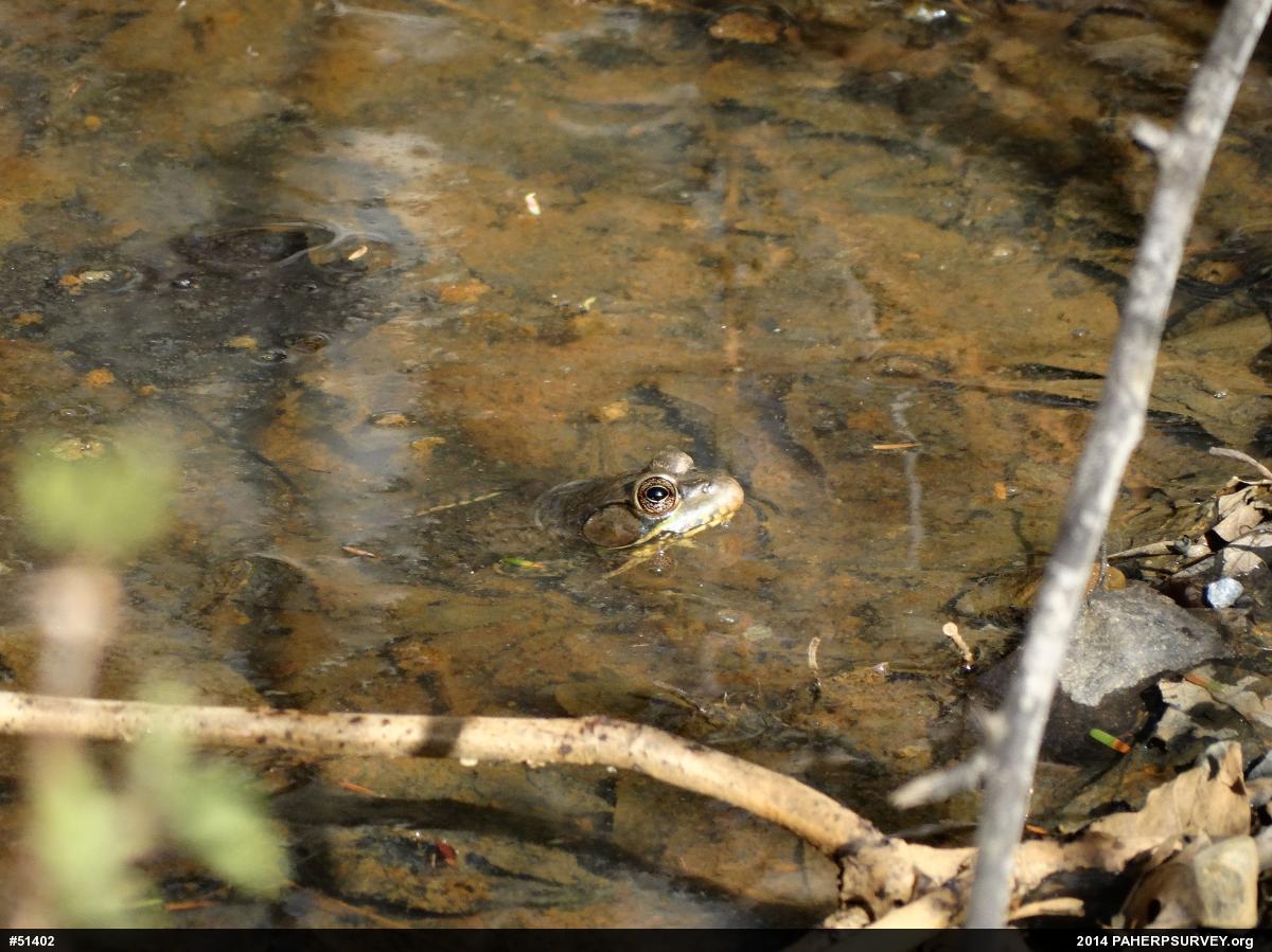 Green Frog