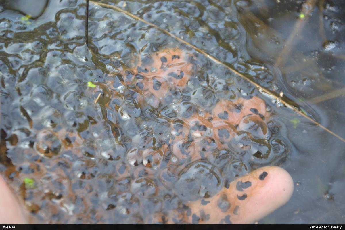 Wood Frog