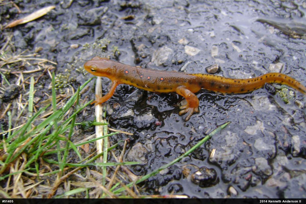 Red-spotted Newt