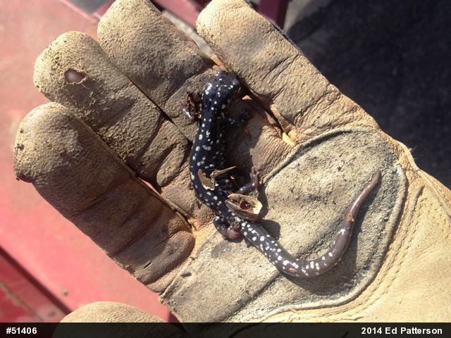 Northern Slimy Salamander