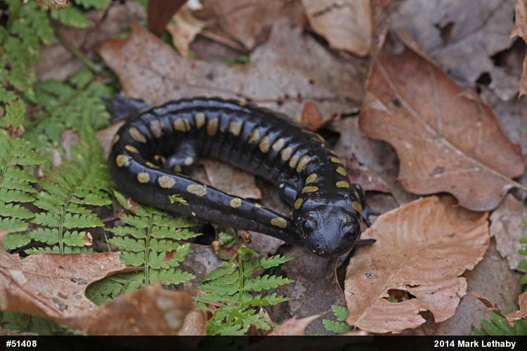 Spotted Salamander