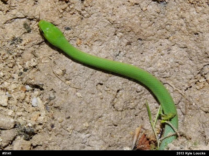 Smooth Greensnake