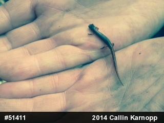 Four-toed Salamander