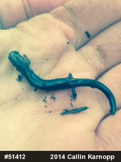 Eastern Red-backed  Salamander