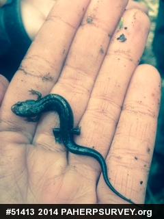 Allegheny Mountain Dusky Salamander