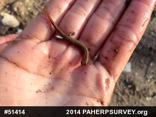 Northern Two-lined Salamander