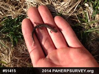 Eastern Red-backed  Salamander