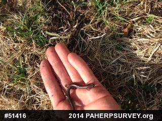 Woodland Salamanders