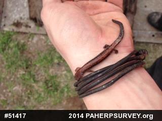 Eastern Red-backed  Salamander