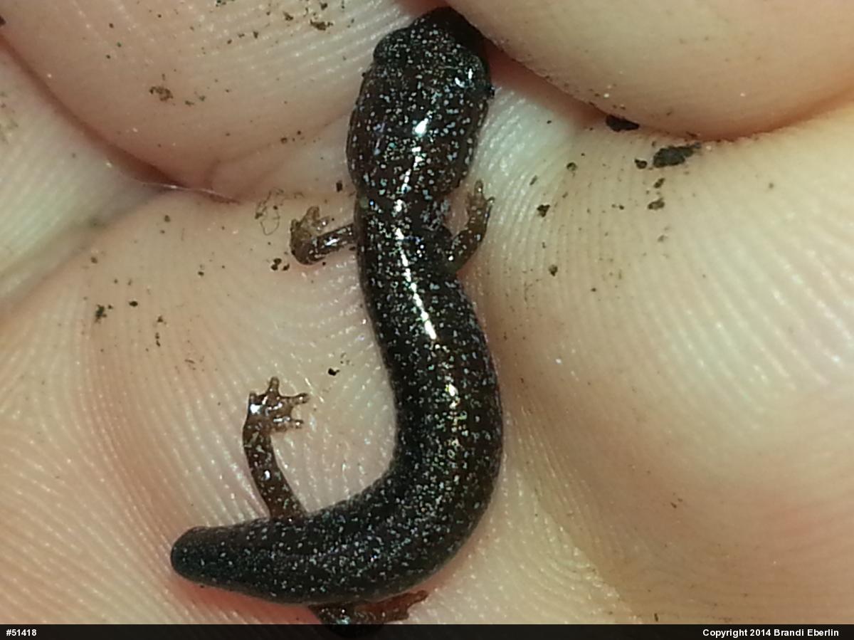 Eastern Red-backed  Salamander
