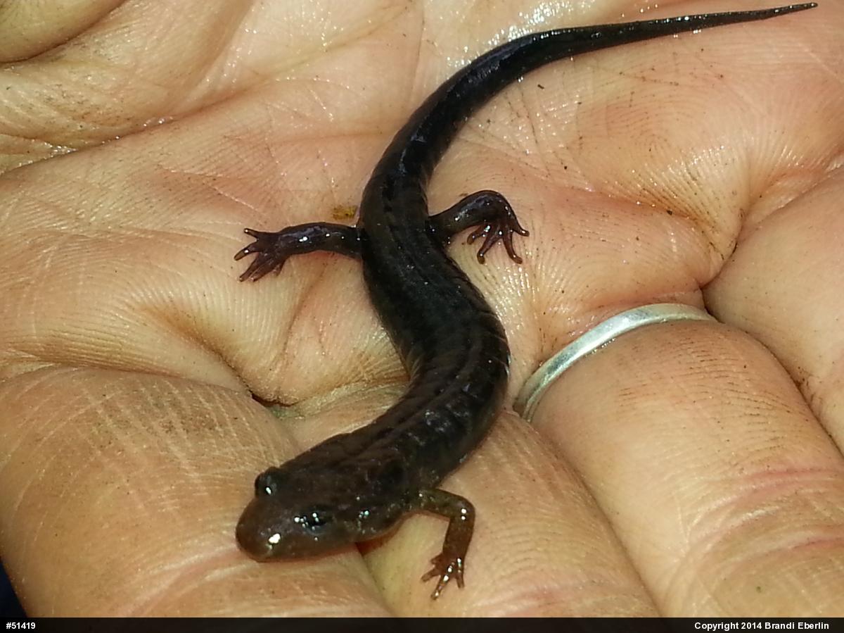 Northern Dusky Salamander