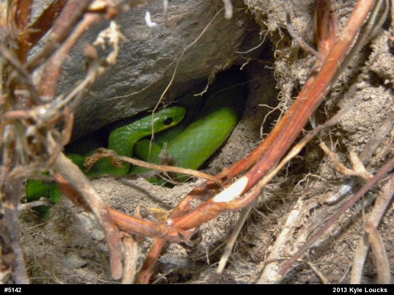 Smooth Greensnake