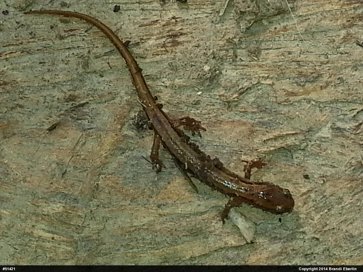 Northern Two-lined Salamander