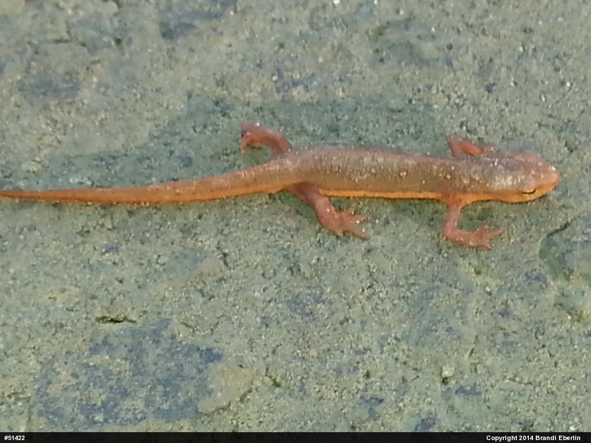 Red-spotted Newt