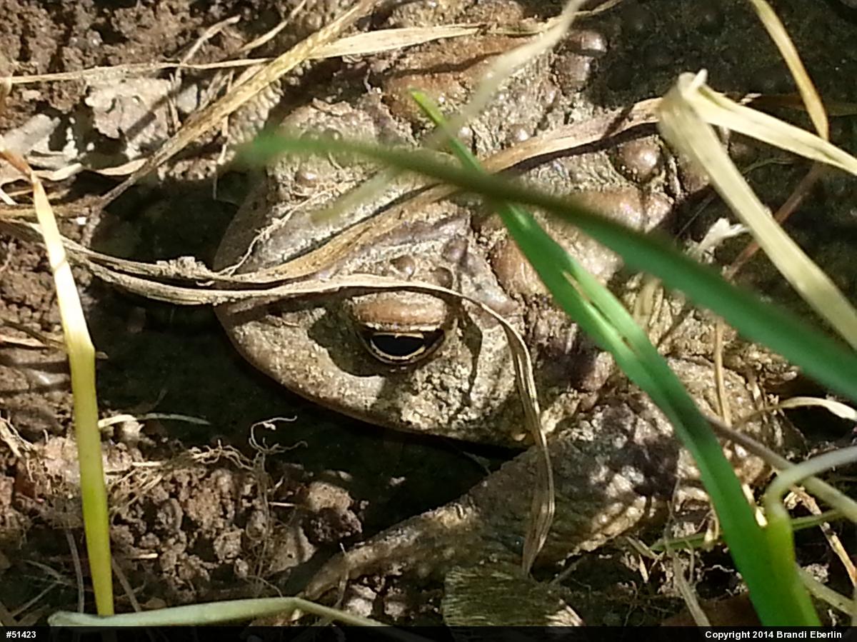 Eastern American Toad