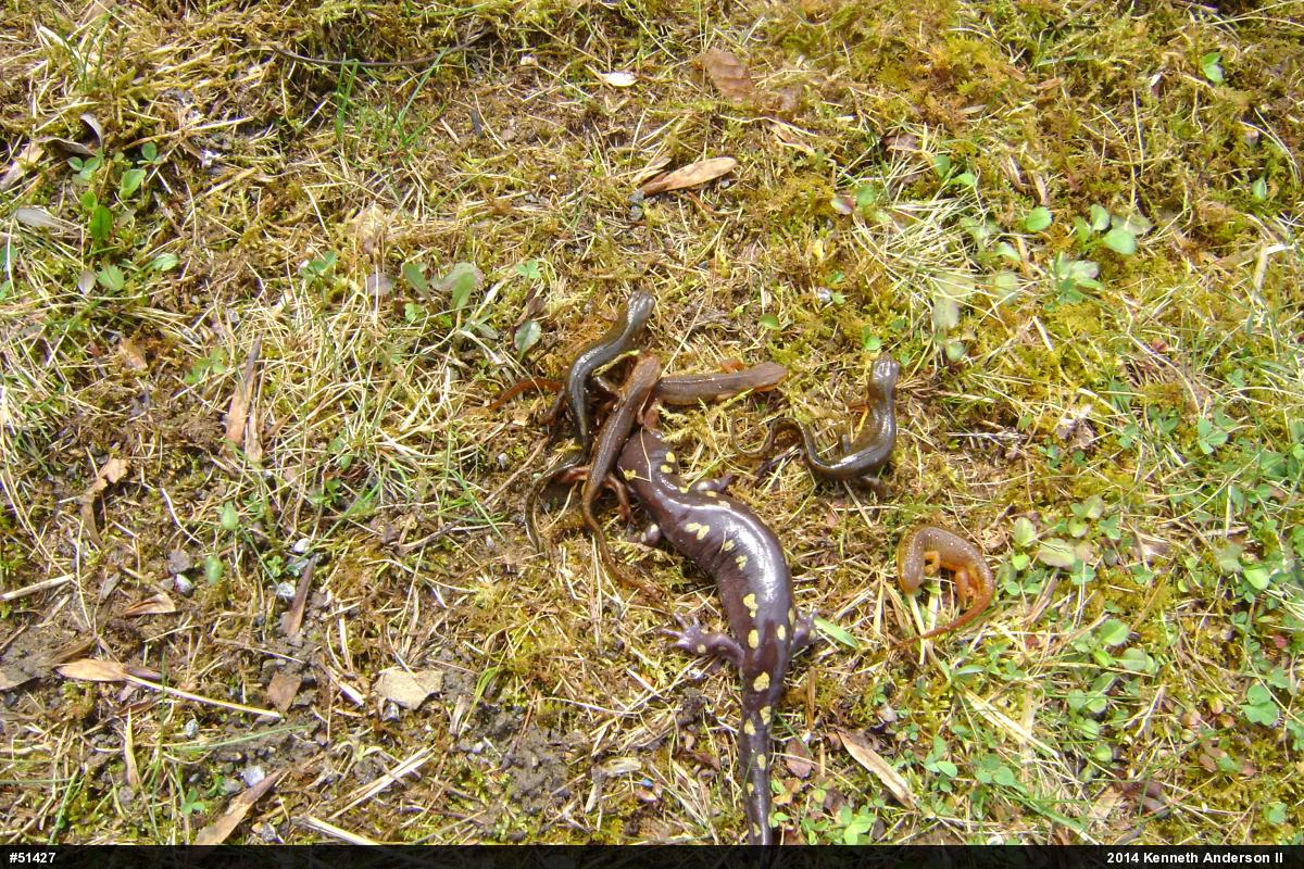 Red-spotted Newt