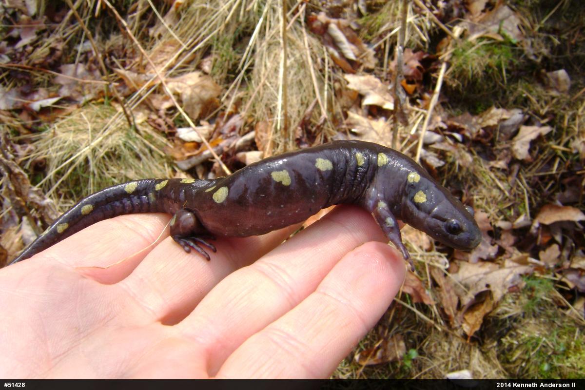 Spotted Salamander