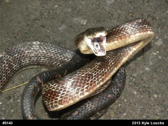 Eastern Ratsnake