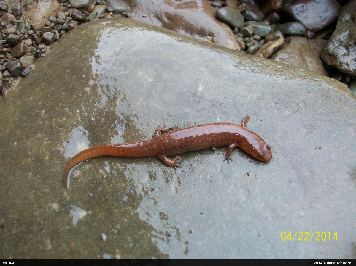 Northern Spring Salamander