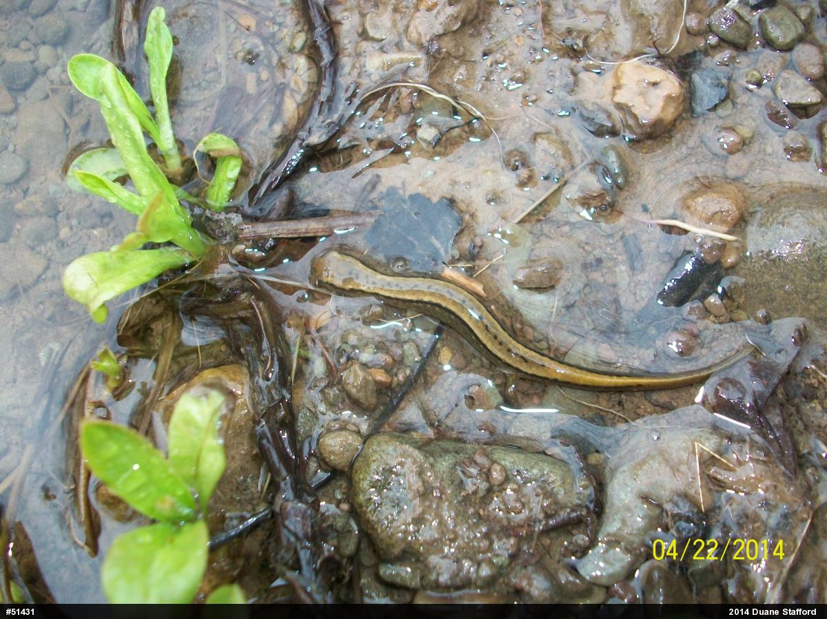 Northern Two-lined Salamander