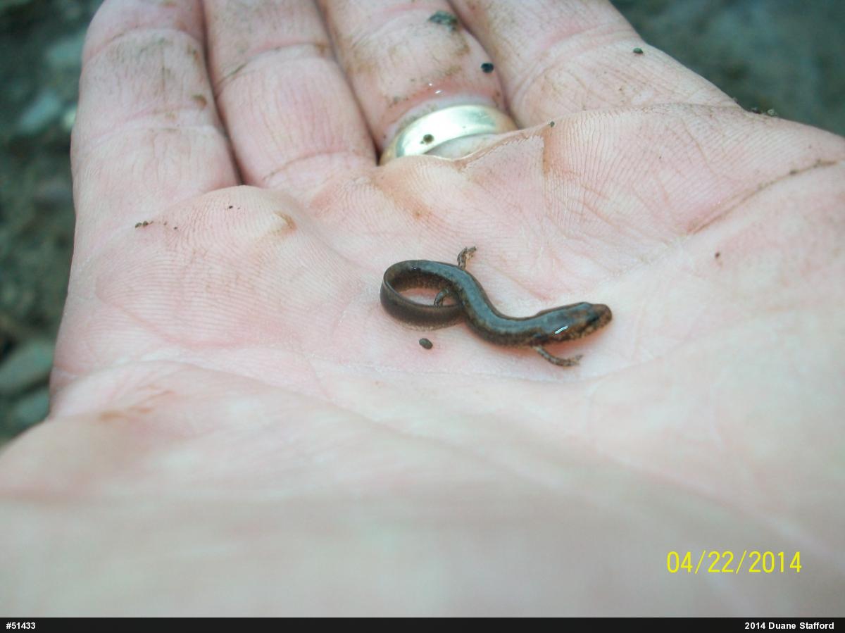 Northern Two-lined Salamander