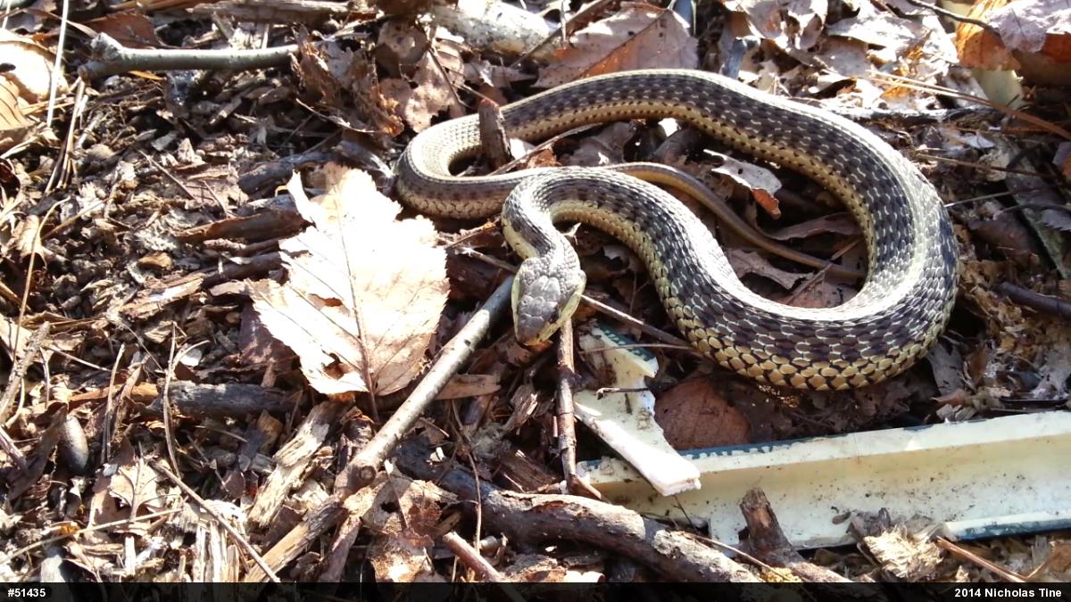 Eastern Gartersnake