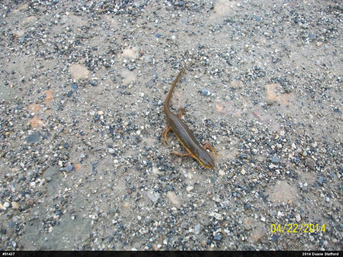 Red-spotted Newt