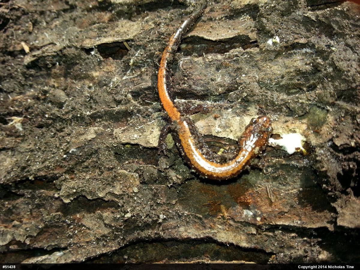 Eastern Red-backed  Salamander
