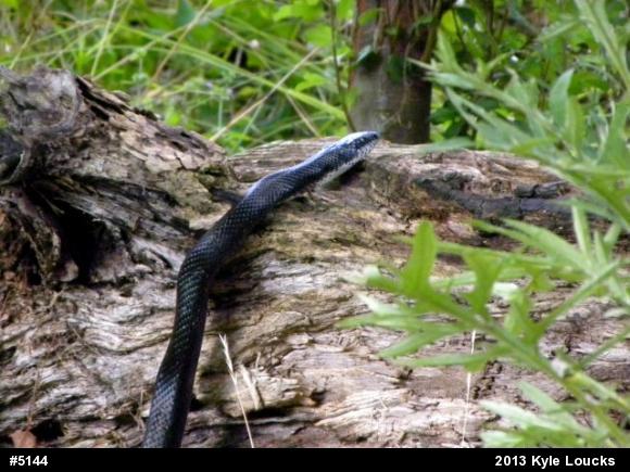 Eastern Ratsnake