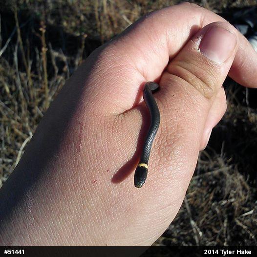 Northern Ring-necked Snake