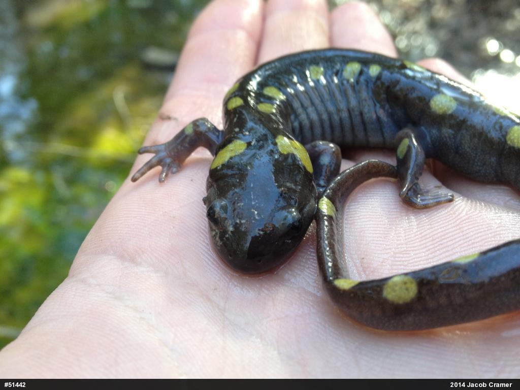 Spotted Salamander