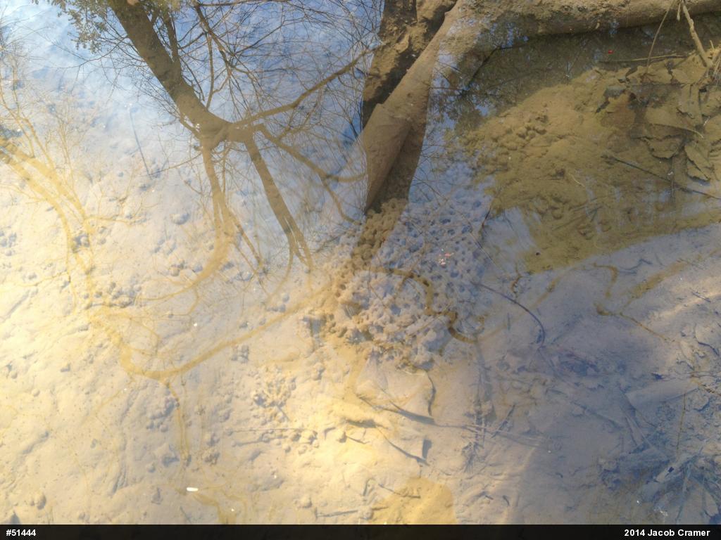 Wood Frog
