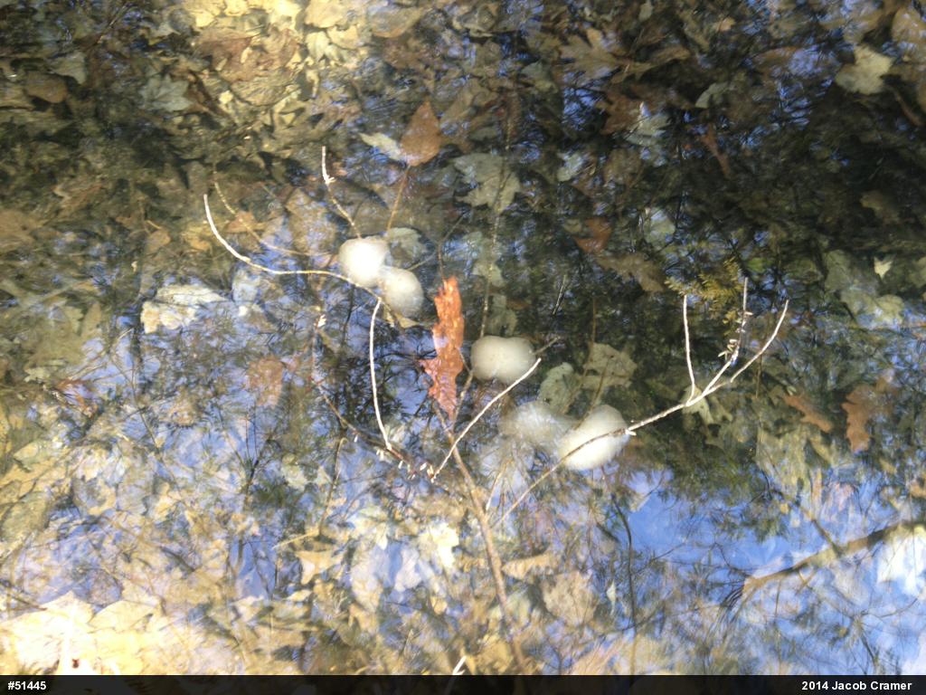 Spotted Salamander