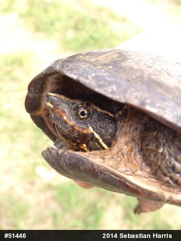 Eastern Musk Turtle