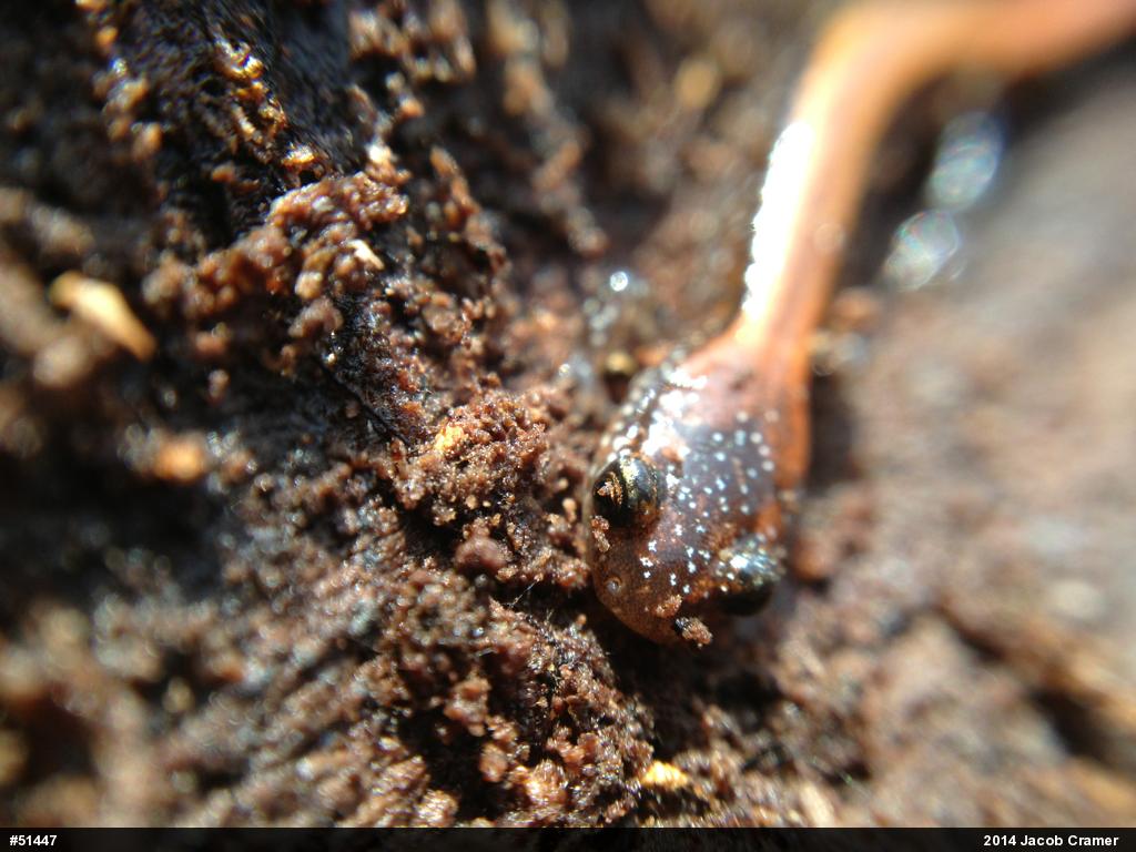 Eastern Red-backed  Salamander