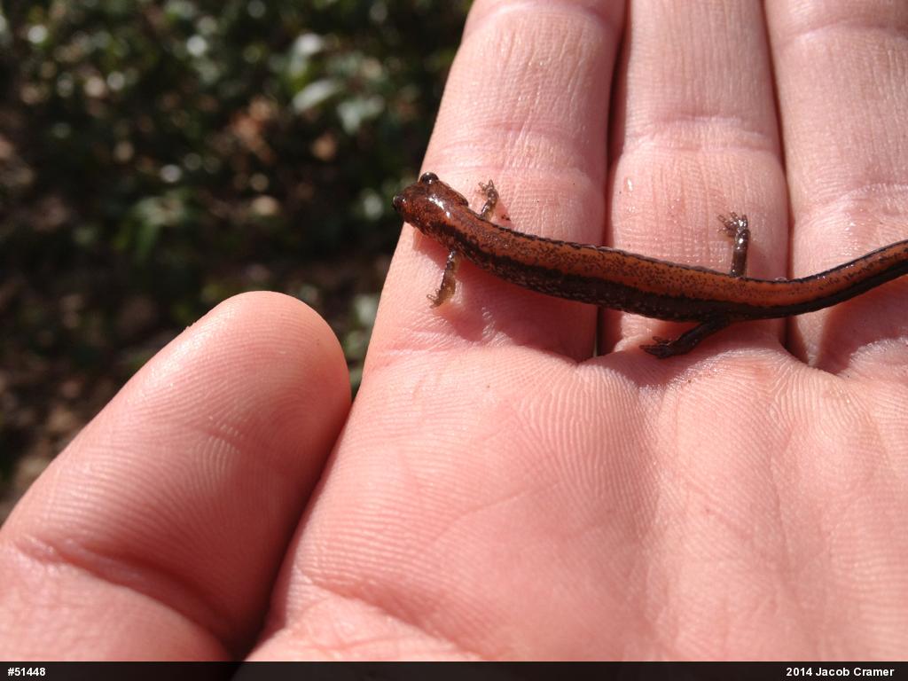 Eastern Red-backed  Salamander