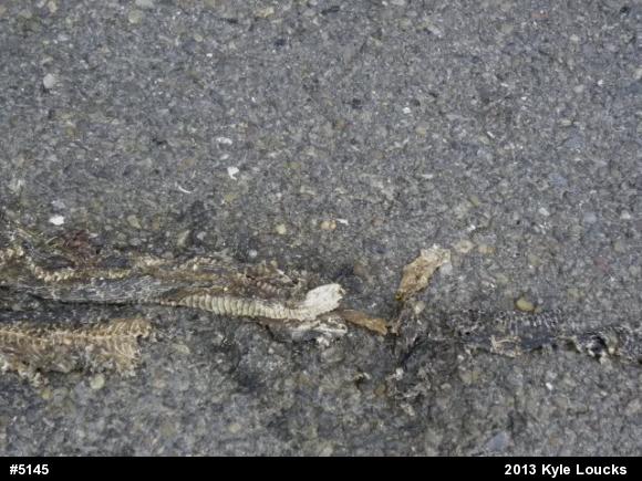 Eastern Ratsnake
