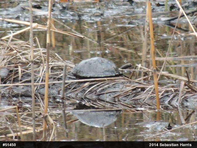 Spotted Turtle