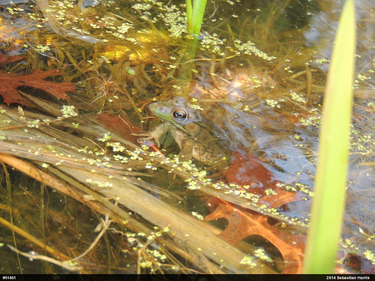 Green Frog