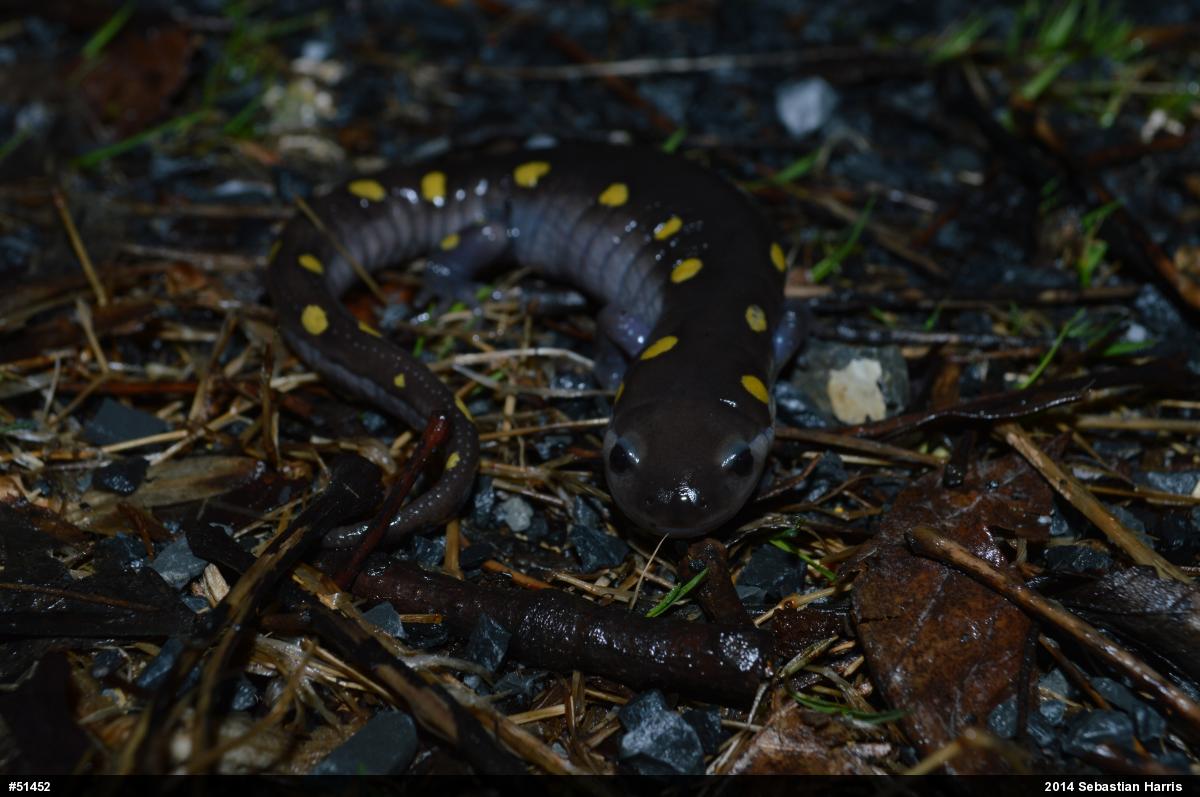 Spotted Salamander