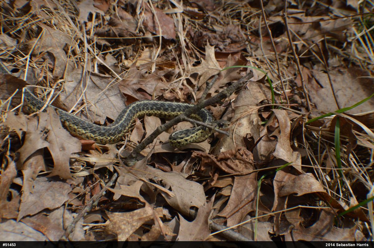 Eastern Gartersnake