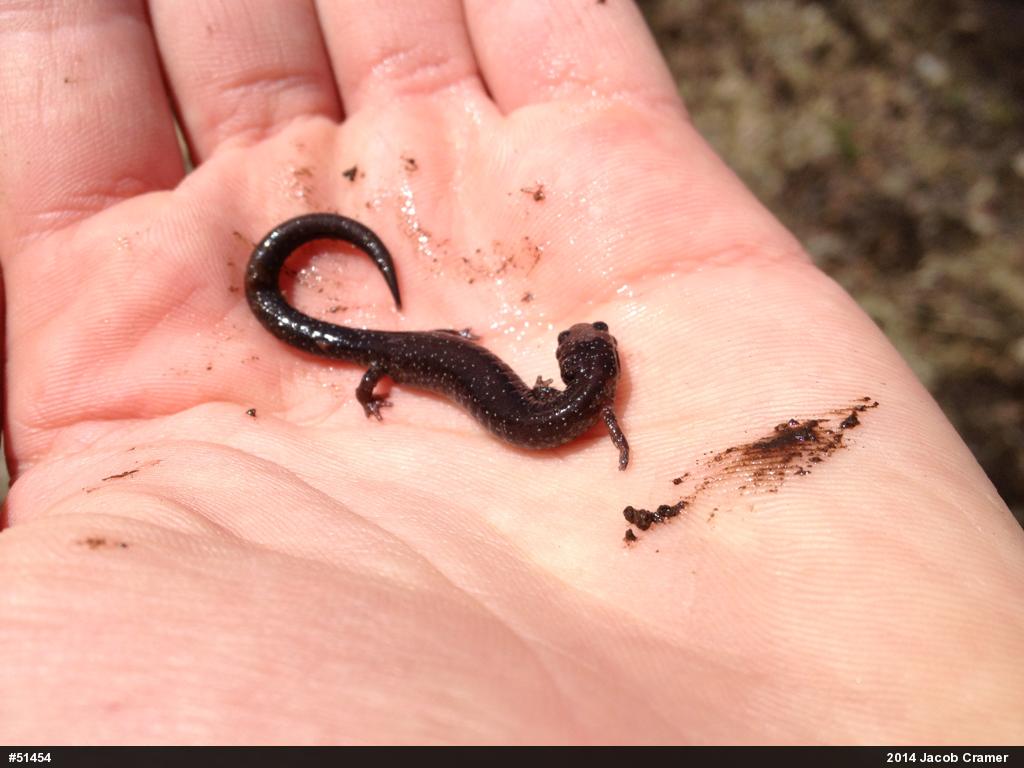Eastern Red-backed  Salamander