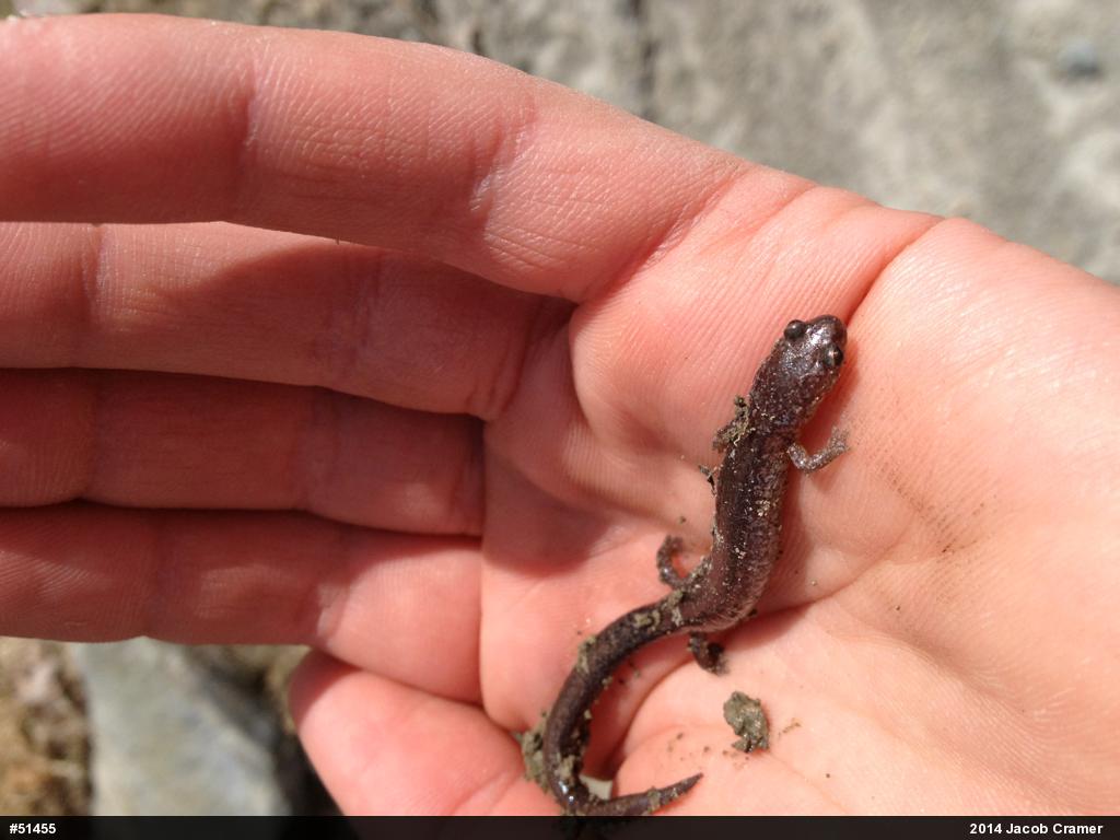 Eastern Red-backed  Salamander