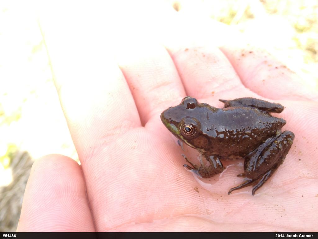 Green Frog