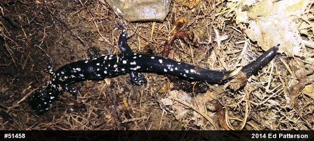 Northern Slimy Salamander