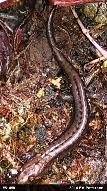 Allegheny Mountain Dusky Salamander